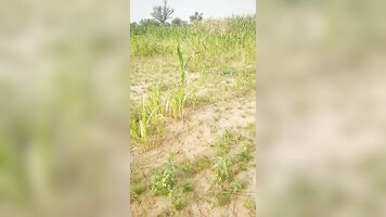 Makka ke khet me bhabhi ko choda, Indian sex videos, gay sex videos